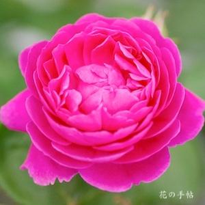 バラ　ジプシー ボーイ｜花の手帖のバラ図鑑