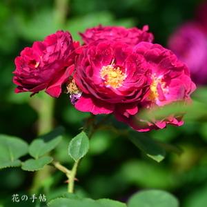 バラ　ジプシー ボーイ｜花の手帖のバラ図鑑