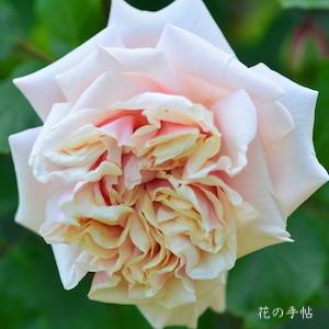 バラ　グロワール ドゥ ディジョン｜花の手帖のバラ図鑑