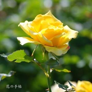 バラ　ゴールド バニー｜花の手帖のバラ図鑑