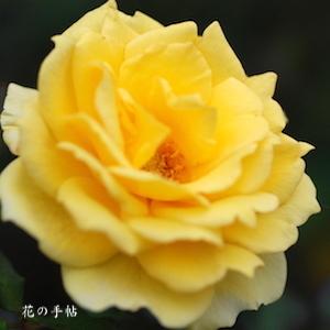 バラ　ゴールド バニー｜花の手帖のバラ図鑑