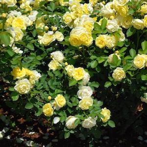 バラ　ゴールデンボーダー｜花の手帖のバラ図鑑