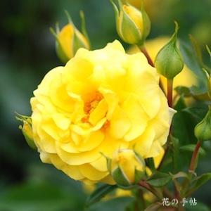 バラ　ゴールデンフラッシュ｜花の手帖のバラ図鑑