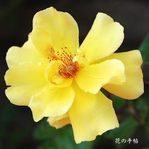 バラ　ゴールデン シャワーズ（ROSE　Golden Showers）｜花の手帖のバラ図鑑