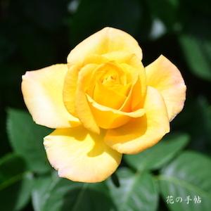 バラ　ゴールド メダル｜花の手帖のバラ図鑑