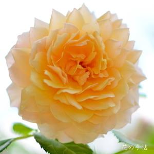 バラ　グレイス｜花の手帖のバラ図鑑