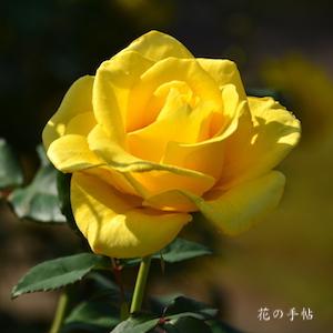 バラ　グレイスランド｜花の手帖のバラ図鑑