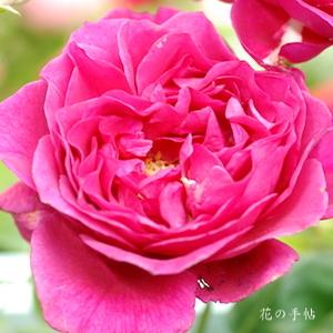 バラ　グレース クイーン｜花の手帖のバラ図鑑