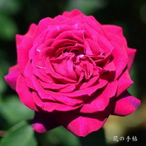 バラ　グレーフィンディアナ｜花の手帖のバラ図鑑