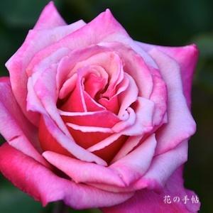 バラ　グレーフィン ソニア｜花の手帖のバラ図鑑