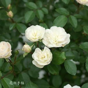 バラ　グリーン アイス｜花の手帖のバラ図鑑