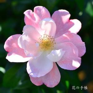 バラ　グレーテル｜花の手帖のバラ図鑑
