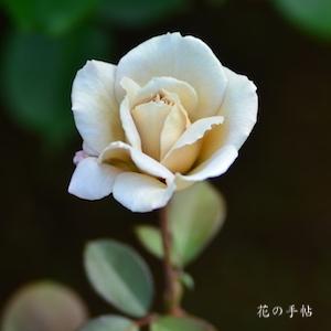 バラ　グレー パール｜花の手帖のバラ図鑑