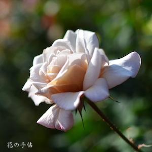 バラ　グレー パール｜花の手帖のバラ図鑑
