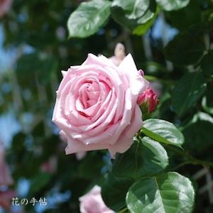 バラ　ハゴロモ（羽衣）｜花の手帖のバラ図鑑
