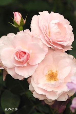 バラ　ハナボンボリ（花ぼんぼり）｜花の手帖のバラ図鑑