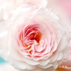 バラ　ハナボンボリ（花ぼんぼり）｜花の手帖のバラ図鑑