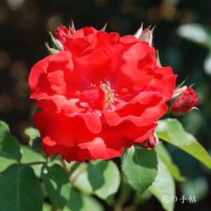 バラ　ハナブサ（花房） ｜花の手帖のバラ図鑑