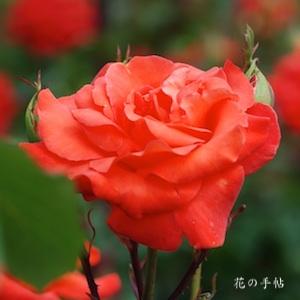 バラ　ハナカガリ（花かがり／Hanakagari）｜花の手帖のバラ図鑑