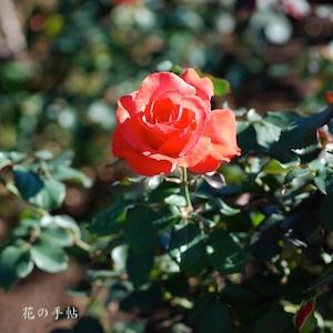 バラ　ハナカゴ（花籠）｜花の手帖のバラ図鑑