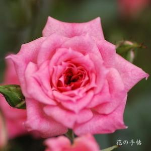 バラ　ハナチルサト（花散里）｜花の手帖のバラ図鑑