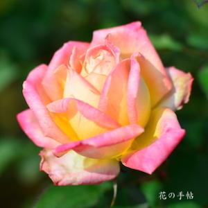 バラ　ハナヤマブキ（花山吹）｜花の手帖のバラ図鑑