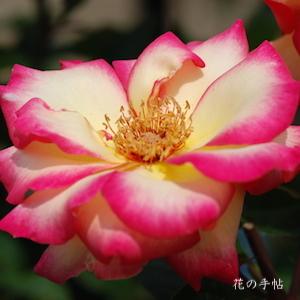 バラ　ハッピーイベント｜花の手帖のバラ図鑑