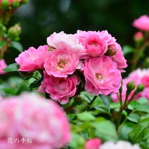 バラ　ハッピートレイルズ｜花の手帖のバラ図鑑