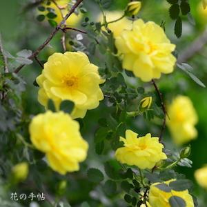 バラ　ハリソンズイエロー（Harison's Yellow）｜花の手帖のバラ図鑑