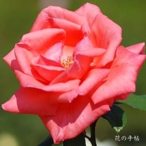 バラ　ハーモニー（Harmonie）｜花の手帖のバラ図鑑