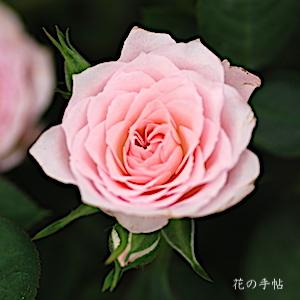 バラ　ハーモニー（Harmonie）｜花の手帖のバラ図鑑