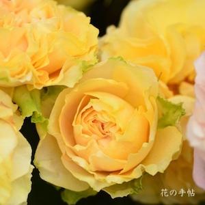 バラ　ハープシコード（Harpsichord）｜花の手帖のバラ図鑑
