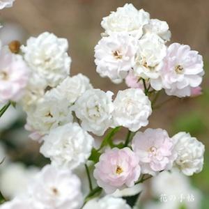 バラ　ハルノユキ（春の雪）｜花の手帖のバラ図鑑
