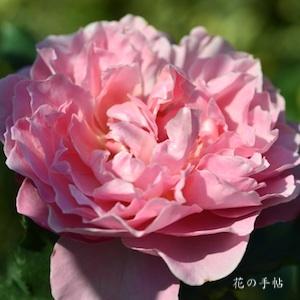 バラ　ヒーリング｜花の手帖のバラ図鑑