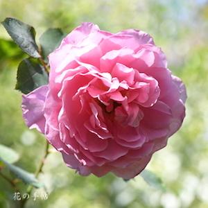 バラ　ヒーリング｜花の手帖のバラ図鑑