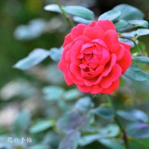 バラ　ヒート ウェーブ｜花の手帖のバラ図鑑