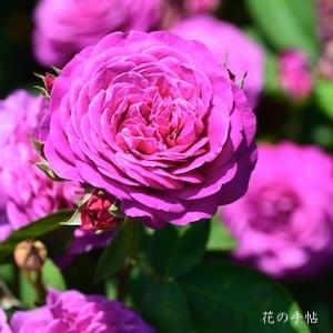 バラ　ハイディ クルム ローズ（Heidi Klum Rose）｜花の手帖のバラ図鑑