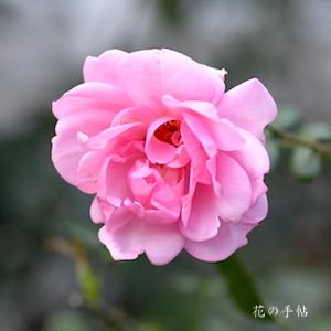 バラ　ヒーロー｜花の手帖のバラ図鑑