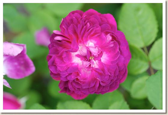 バラ ヒッポリテ Rose Hippolyte 00品種以上の薔薇を作出者 交配親などのデータと美しい写真で紹介する花の手帖のwebバラ図鑑