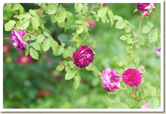 バラ ヒッポリテ Rose Hippolyte 2000品種以上の薔薇を作出者 交配親などのデータと美しい写真で紹介する花の手帖のwebバラ図鑑
