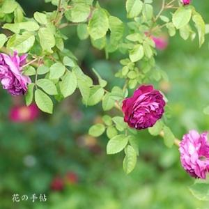 バラ　ヒッポリテ｜花の手帖のバラ図鑑