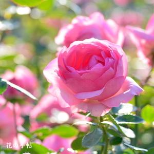 バラ　ヒストリー（History）｜花の手帖のバラ図鑑