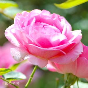 バラ ツル ヒストリー Rose History Cl つるバラ 00品種以上の薔薇を作出者 交配親などのデータと美しい写真で紹介する花の手帖のwebバラ図鑑