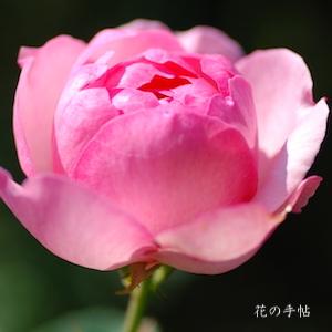 バラ ツル ヒストリー Rose History Cl つるバラ 00品種以上の薔薇を作出者 交配親などのデータと美しい写真で紹介する花の手帖のwebバラ図鑑