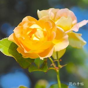 バラ　ハニー ブーケ（Honey Bouquet）｜花の手帖のバラ図鑑