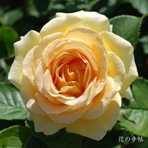 バラ　ハニー ブーケ（Honey Bouquet）｜花の手帖のバラ図鑑