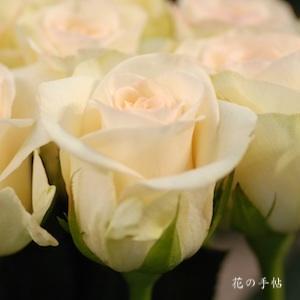 バラ　ハニーブリーズ｜花の手帖のバラ図鑑