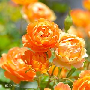 バラ　ハニー キャラメル（Honey Caramel）｜花の手帖のバラ図鑑