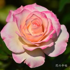 バラ　ほのか（Honoka）｜花の手帖のバラ図鑑