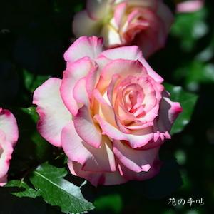 バラ　ほのか（Honoka）｜花の手帖のバラ図鑑